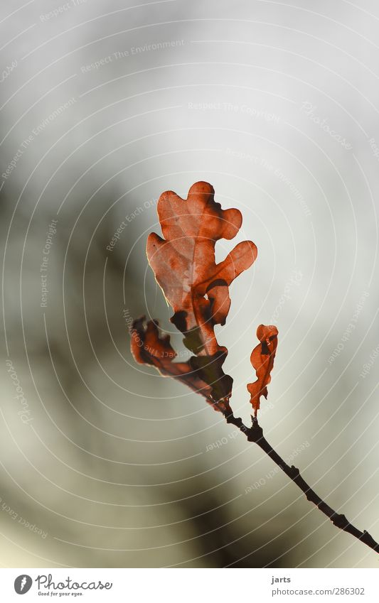 finale Umwelt Natur Pflanze Herbst Baum Blatt Wald Gelassenheit ruhig Hoffnung Abschied Farbfoto Außenaufnahme Nahaufnahme Menschenleer Textfreiraum oben Tag