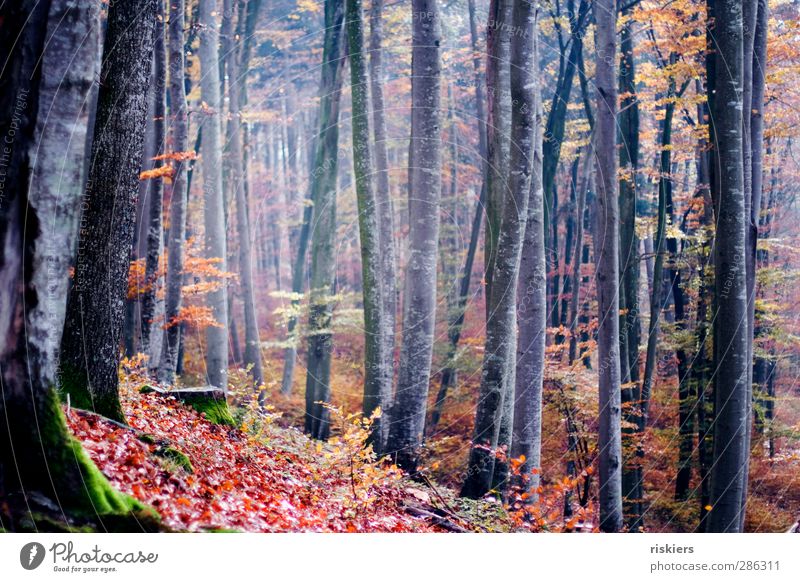 buchenwald Umwelt Natur Herbst Wald ruhig Idylle Stimmung Farbfoto Außenaufnahme Freisteller Morgen