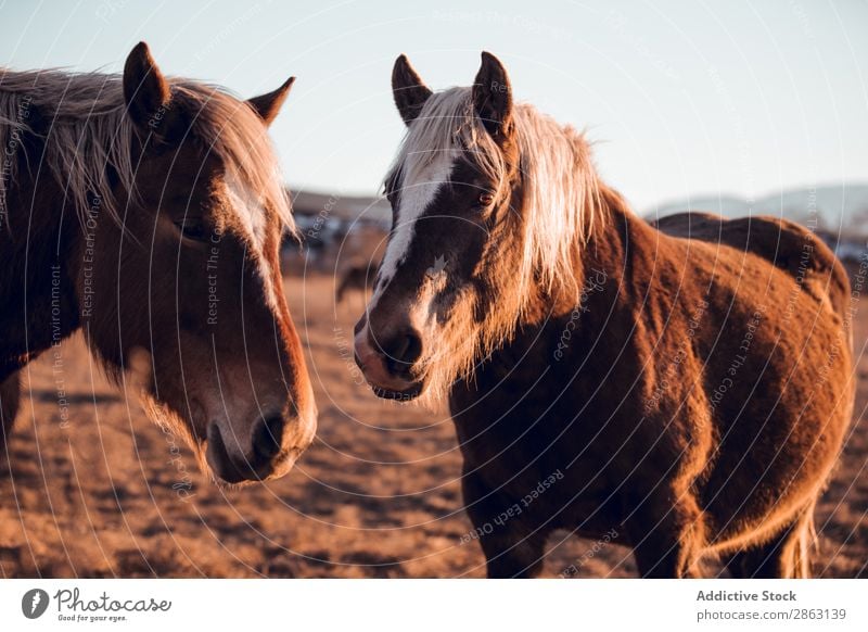 Wilde Pferde, die auf einem Feld in der Nähe von Hügeln weiden. weidend cerdanya Frankreich Wiese wild Berge u. Gebirge Sonnenuntergang schön Mähne Tier Natur