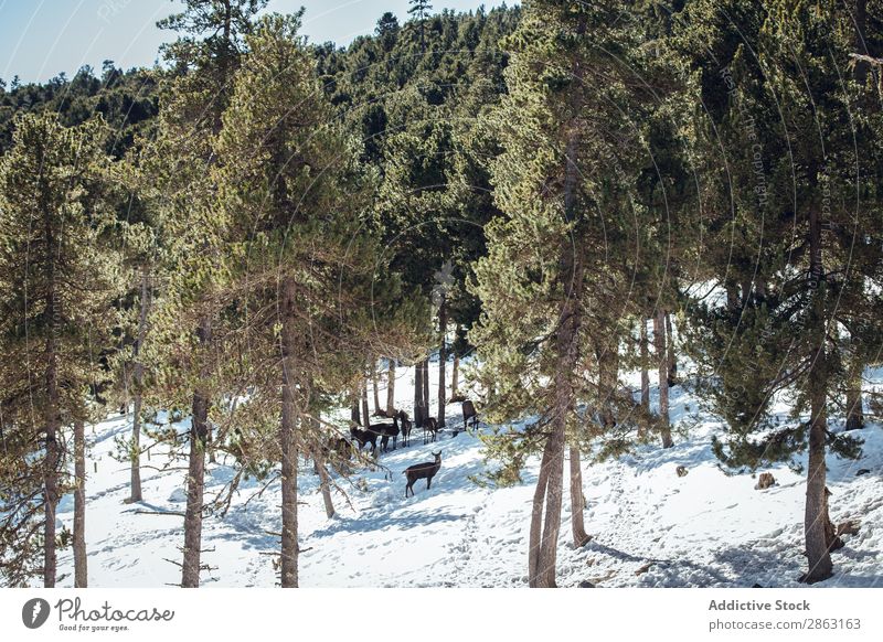 Edle Hirsche in der Nähe von Bäumen zwischen Schnee Baum Winter Wald die Winkel Pyrenäen Frankreich edel wild weidend Schönes Wetter Ausflug Frost Holz Park