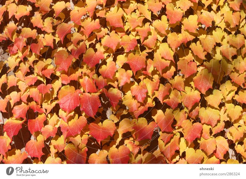 Verwachsen Sonnenlicht Herbst Pflanze Efeu Blatt Ranke gelb gold rot Farbfoto mehrfarbig Außenaufnahme abstrakt Strukturen & Formen Menschenleer