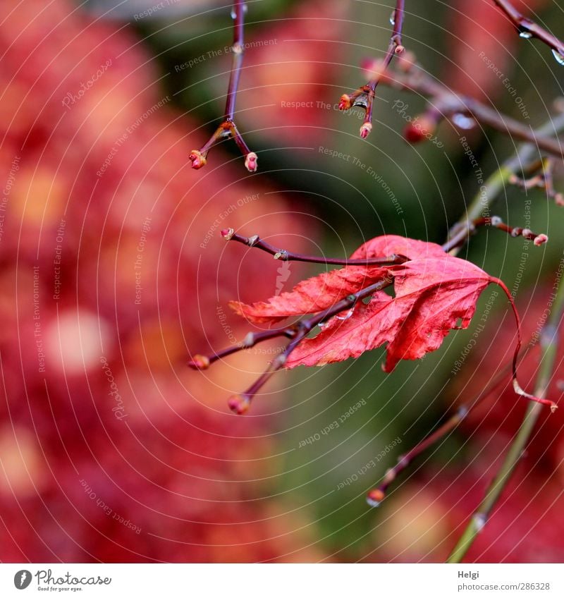 dran bleiben... Umwelt Natur Pflanze Herbst Baum Blatt Ahorn Ahornblatt Zweig Garten alt festhalten hängen dehydrieren ästhetisch authentisch einfach natürlich