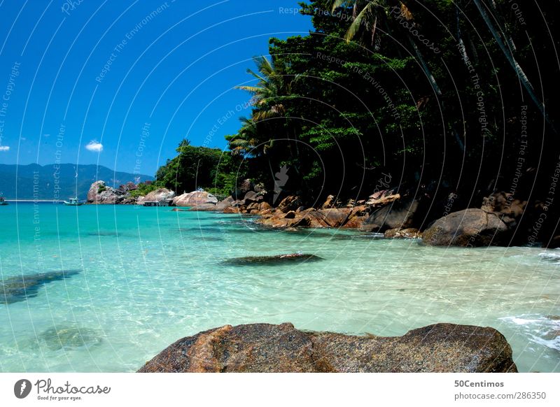 Karibischer Strand Farbfoto Außenaufnahme Menschenleer Tag Starke Tiefenschärfe Zentralperspektive Meer Wasser Blauer Himmel Brasilien Natur Landschaft Pflanze