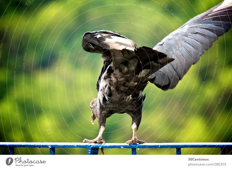 Der Start eines Adlers Farbfoto Aussenaufnahme Tier Vogel schwache Tiefenschärfe Pflanzen Freiheit