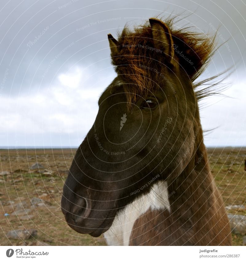Island Umwelt Natur Landschaft Himmel Wolken Tier Wildtier Pferd Island Ponys 1 Freundlichkeit nah Neugier wild braun Farbfoto Gedeckte Farben Außenaufnahme