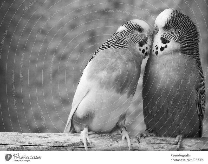 *knutsch* Valentinstag Tier Haustier Vogel 2 Tierpaar Küssen Liebe niedlich Glück Fröhlichkeit Zufriedenheit Frühlingsgefühle Sympathie Freundschaft