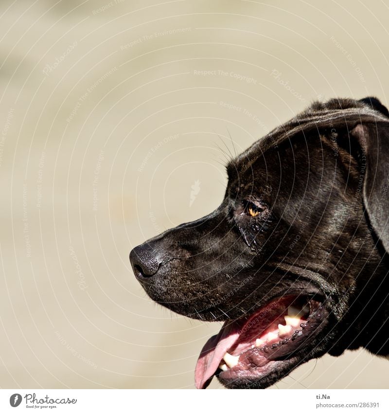 Qual | gerettet Haustier Hund 1 Tier atmen beobachten warten Freundlichkeit muskulös braun grau schwarz weiß Tierliebe Farbfoto Außenaufnahme Nahaufnahme