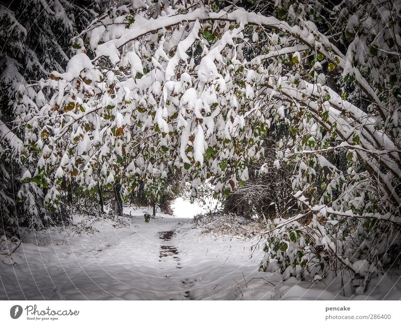 Qual! | belastungsprobe Natur Landschaft Pflanze Urelemente Winter Klimawandel Schnee Schneefall Baum Sträucher Wald außergewöhnlich bedrohlich weiß biegen