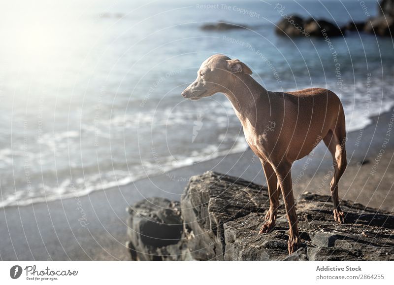 Kleiner italienischer Windhund am Strand Hund Italienisches Piccolo Meer Tier Whippet Galgo Porträt lustig anhänglich Haustier Freundschaft Freundlichkeit