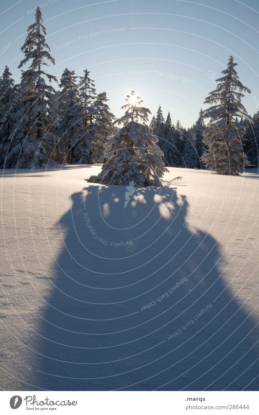 Erleuchtung Winterurlaub Umwelt Natur Landschaft Wolkenloser Himmel Sonne Schönes Wetter Baum Wald Zeichen Stern (Symbol) kalt schön Idylle Vergänglichkeit