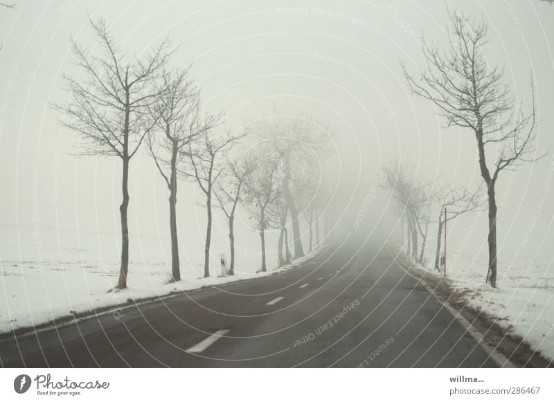 Ungewissheit, schwefliger Nebel auf einer winterlichen Landstraße mit kahlen Bäumen Winter Schnee Baum Straße Mittelstreifen Unendlichkeit kalt Zukunftsangst