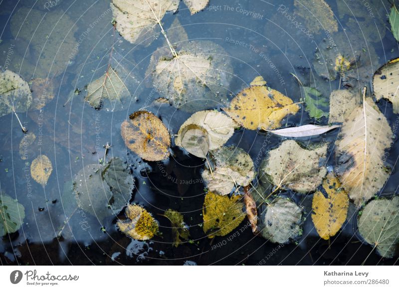 echtes Schietwetter Natur Urelemente Wasser Herbst Blatt Moor Sumpf Teich dunkel kalt nass trist blau gelb Umweltschutz Verfall Vergänglichkeit regenerativ