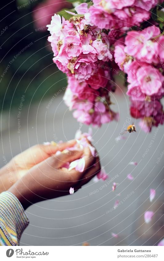 Gegenseitigkeit Hand Biene schön rosa Bewegung dynamisch Rose Blüte Wildrosen exotisch zum Auswählen Blütenblätter Wind Farbfoto Außenaufnahme