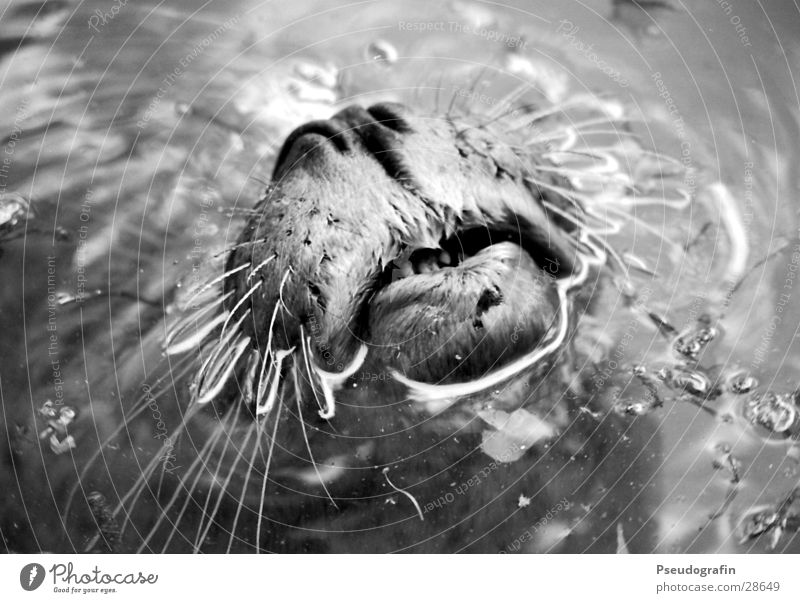 Küss mich! Wasser Tier Wildtier Tiergesicht Zoo 1 Küssen Schwimmen & Baden Schnauze Schwarzweißfoto Außenaufnahme Nahaufnahme Detailaufnahme Menschenleer Tag