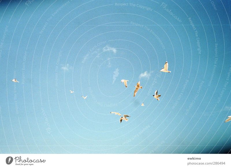 Könige der Nordseeluft Wildtier Vogel Möwe Tiergruppe Schwarm Sand ästhetisch frei hoch retro blau gold weiß Wachsamkeit Gelassenheit Inspiration ruhig Umwelt