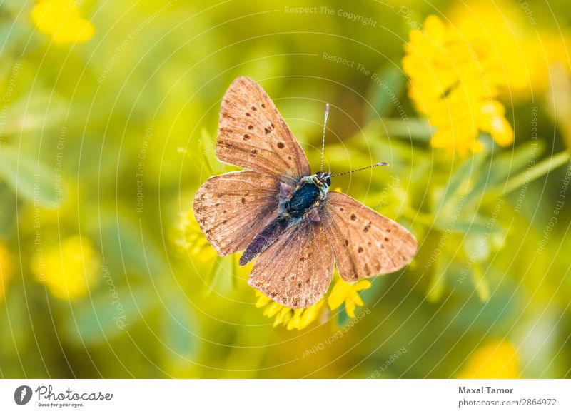 Brauner Schmetterling schön Sommer Natur Blume Wiese natürlich wild braun schwarz ökologisch Licht Jahreszeiten Flecken Frühling Flügel Nahaufnahme