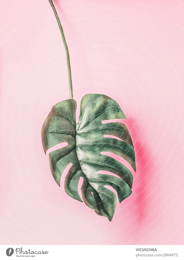 Tropisches Monstera Blatt auf rosa Hintergrund Stil Design Sommer Natur Pflanze Grünpflanze Oase Dekoration & Verzierung trendy Hintergrundbild Blog