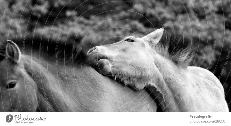 *knabber* Tier Haustier Nutztier Pferd 2 Tierpaar Brunft Erholung festhalten Blick Freundlichkeit Treue Fellpflege Mähne Gebiss Schwarzweißfoto Außenaufnahme