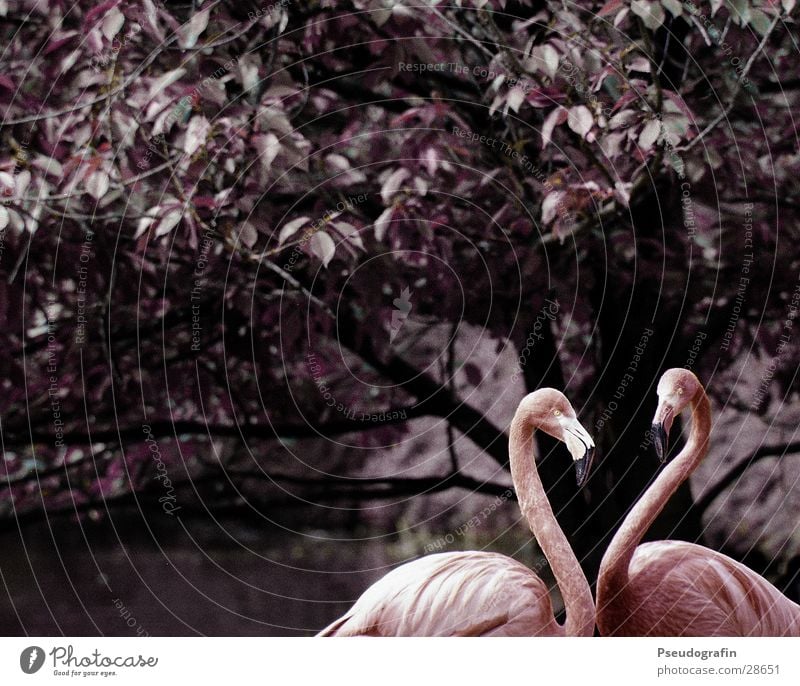 Geöffnetes Herz Valentinstag Zoo Tier Wildtier Flamingo 2 Tierpaar Liebe dünn rosa Verliebtheit Schnabel Farbfoto Gedeckte Farben Außenaufnahme