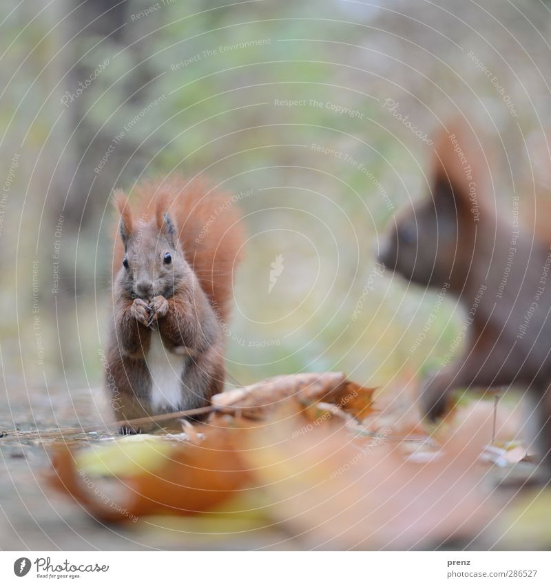 1,5 Hörnchen Umwelt Natur Tier Wildtier 2 braun grün Eichhörnchen Nagetiere Herbst Blatt Außenaufnahme Menschenleer Textfreiraum oben Morgen