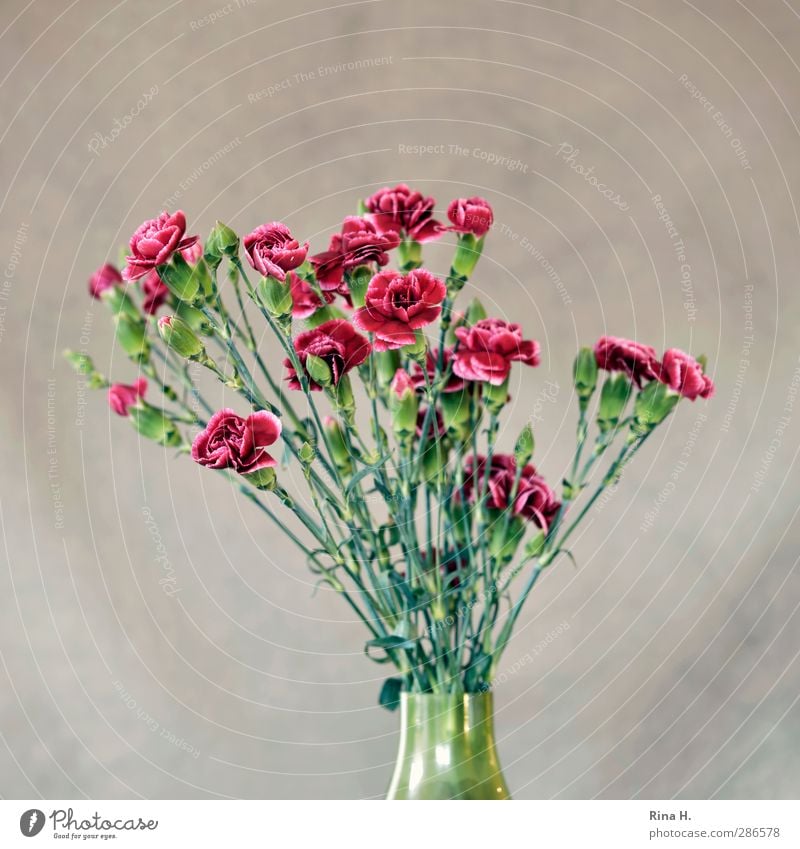 Blumenvase mit Nelken Häusliches Leben Blüte Nelkengewächse Blühend grün rot Vase altmodisch Blumenstrauß Farbfoto Innenaufnahme Menschenleer Textfreiraum oben