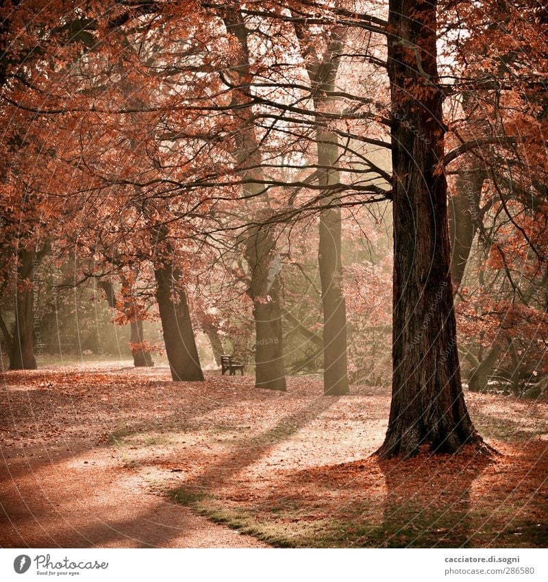 take a walk Landschaft Pflanze Herbst Schönes Wetter Baum Park Freundlichkeit Wärme orange Stimmung Romantik friedlich trösten Gelassenheit ruhig bescheiden