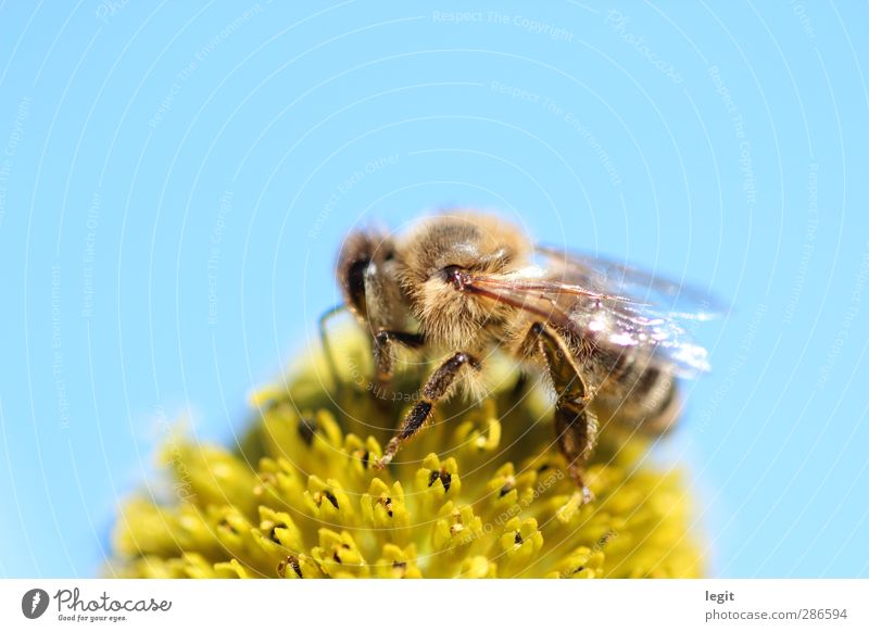 Honigbiene auf Blüte Natur Pflanze Tier Himmel Sonne Sommer Herbst Grünpflanze Garten Feld Wildtier Biene Flügel 1 Erfolg exotisch Unendlichkeit gut hell nah