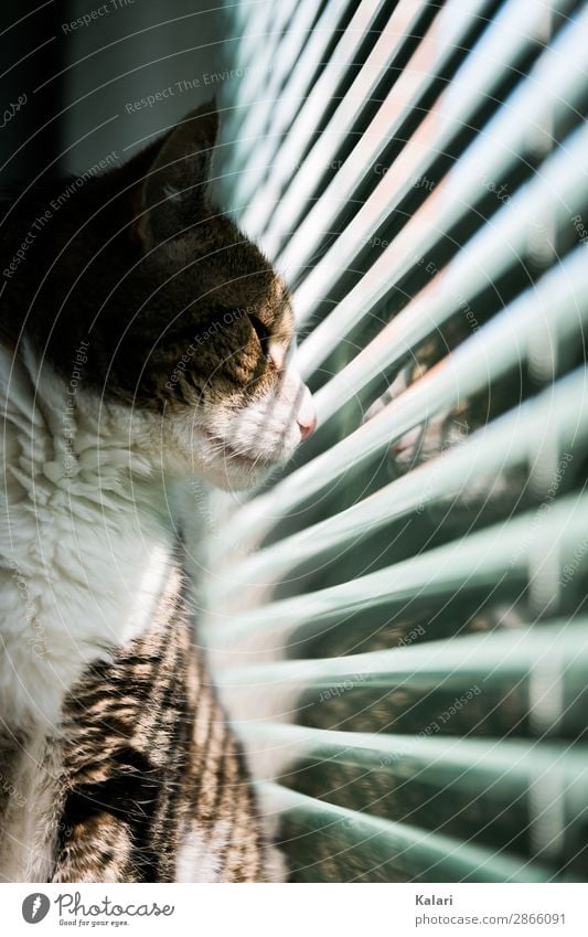 Katze guckt sehnüchtig durch die Jalousie eingesperrt jalousie katze fensterbank vorhang beobachten haustier stolz getigert anschauen aufpassen weiß