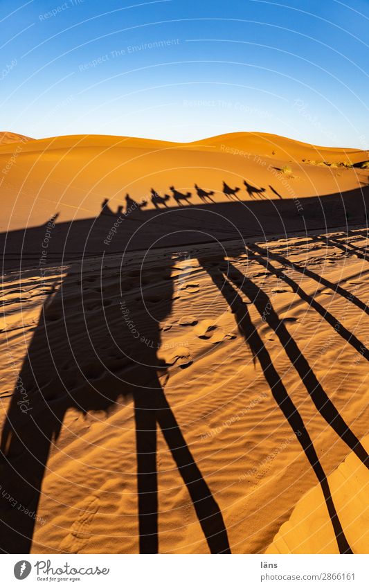 Karawane lV Mensch Leben Menschengruppe Umwelt Himmel Schönes Wetter Wüste Sahara Marokko Afrika Nutztier Dromedar Kamel Tiergruppe Bewegung gehen tragen