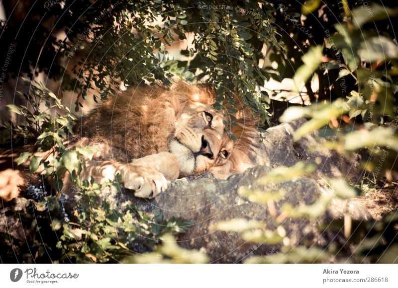 Dreaming Lion Natur Sommer Sträucher Tier Wildtier Zoo Löwe 1 beobachten Denken Erholung liegen außergewöhnlich Bekanntheit braun gold grau grün orange rot weiß