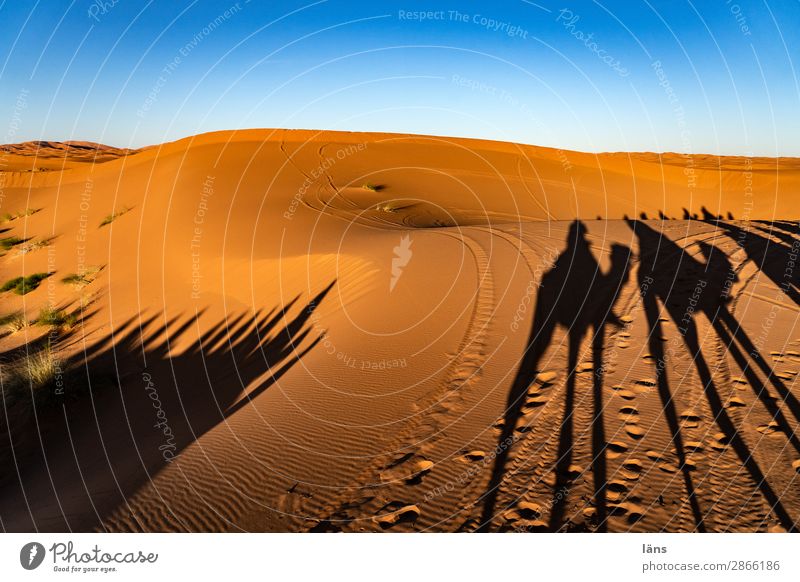 Karawane V Sahara Wüste Sand Sonne Sonnenuntergang Schatten Kamel Dromedar