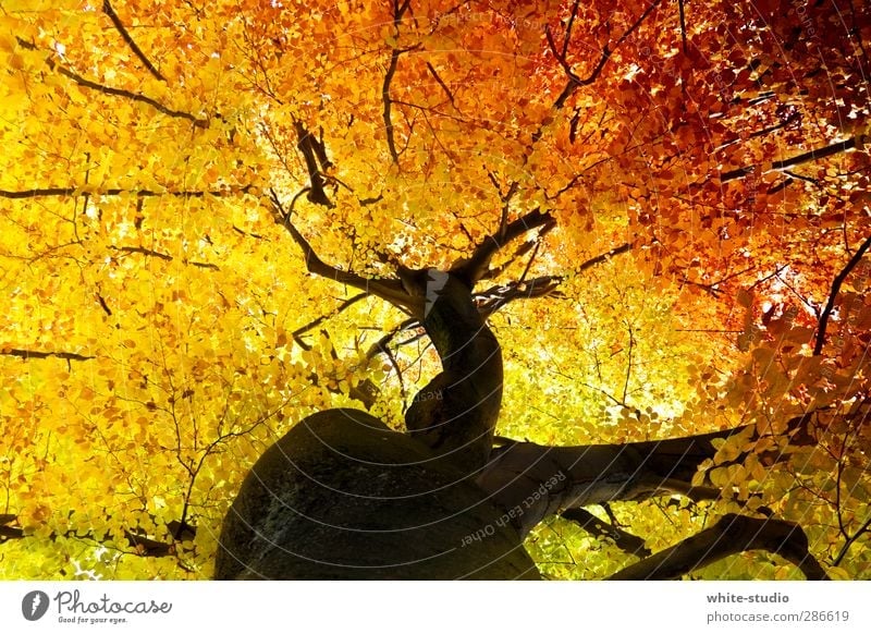 Die Adern des Lebens Herbst gelb orange Vergänglichkeit Lebensfreude Blattadern Gefäße Lebenslinie Baumstamm Baumkrone Baumschmuck Ast Blätterdach Holz