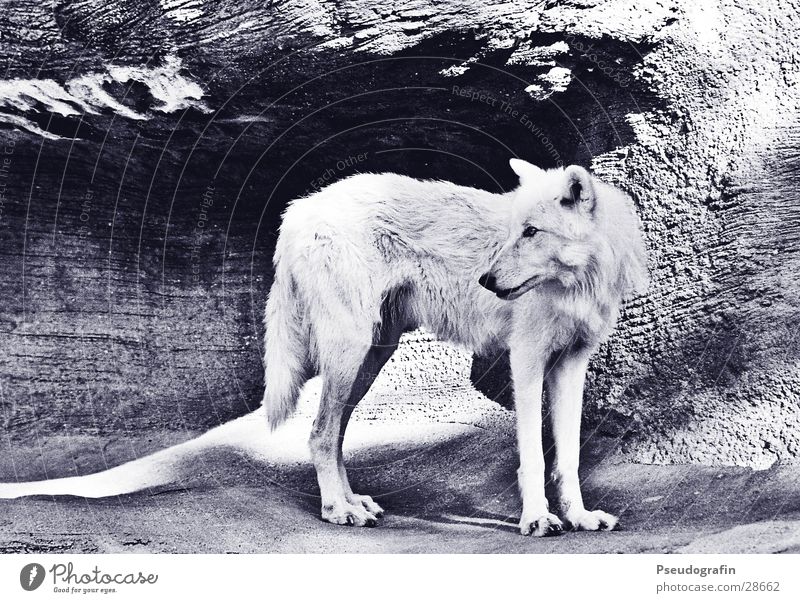 Wolf Sonne Zoo Felsen Verkehr Tier Wildtier 1 Stein wild weiß Schwarzweißfoto Außenaufnahme Menschenleer Licht Schatten Tierporträt Ganzkörperaufnahme Profil