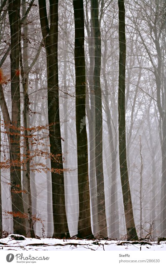 Winterwald im Dezemberlicht Winterstille nordisch heimisch unheimlich dezembergrau Winterruhe winterliche Ruhe winterliche Stille Nebel Wald Schnee Nebelwald
