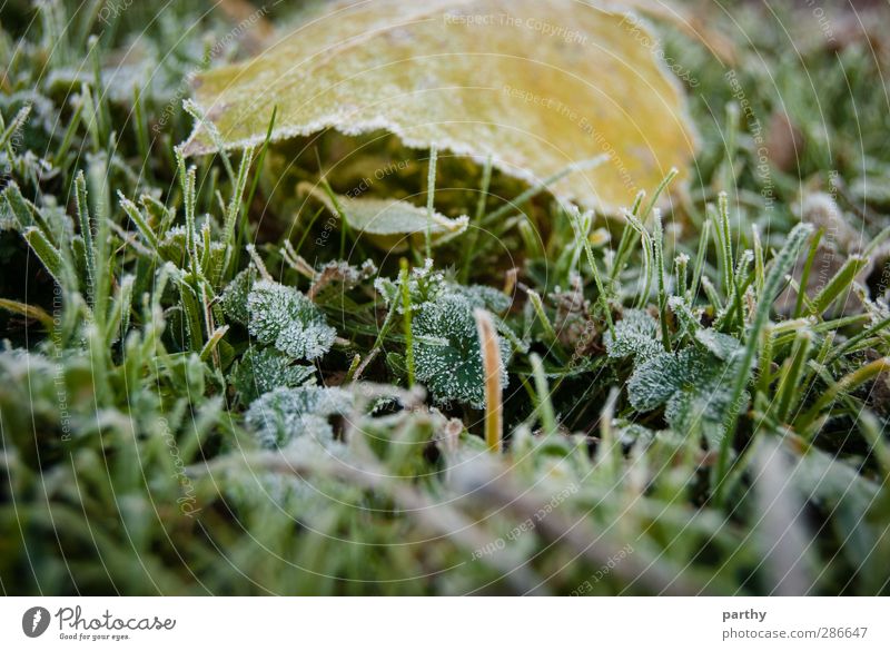 Taufrost Winter Herbst Gras Blatt Fluss kalt braun gelb grün Farbfoto mehrfarbig Außenaufnahme Menschenleer Morgen Schwache Tiefenschärfe