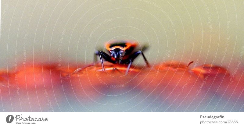 Nur eine Wanze unter vielen. Tier Wildtier Käfer 1 rot chaotisch Feuerwanze Insekt Farbfoto mehrfarbig Außenaufnahme Makroaufnahme Tag Schwache Tiefenschärfe