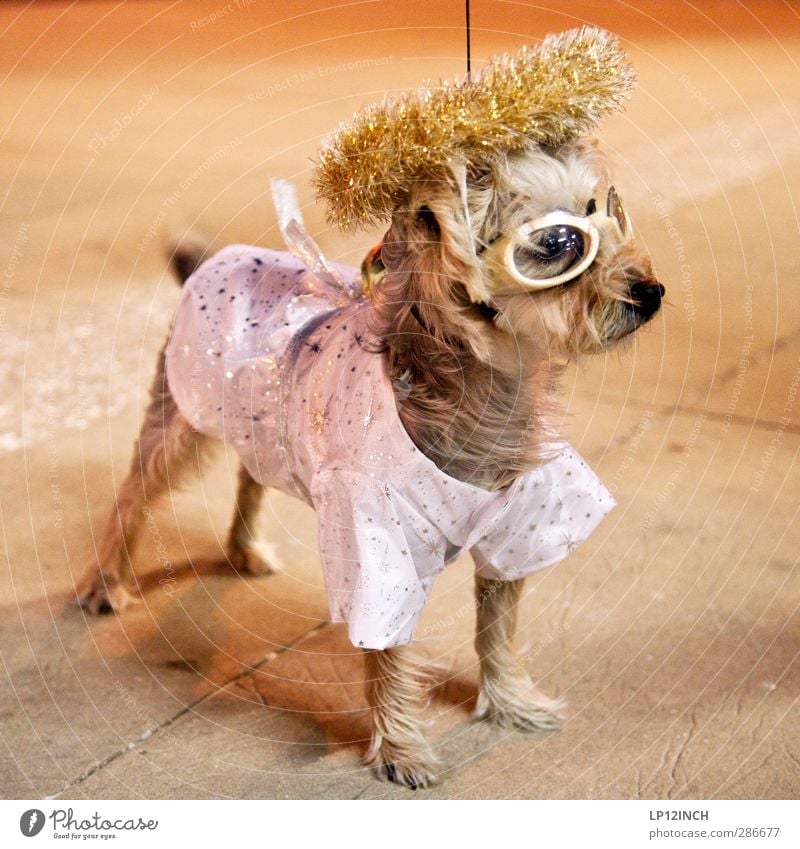 TRUE STORY. VIII Nachtleben Halloween Tier Haustier Hund 1 bizarr Kreativität verkleiden verkleidet ausgehen Gassi gehen Farbfoto Außenaufnahme Abend