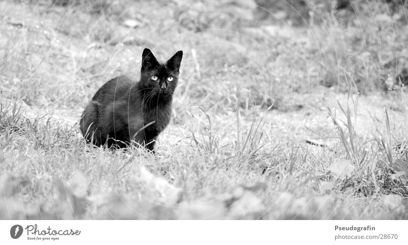 black cat Wiese Tier Haustier Katze 1 beobachten hocken Blick sitzen schwarz Schwarzweißfoto Außenaufnahme Textfreiraum rechts Tag Tierporträt