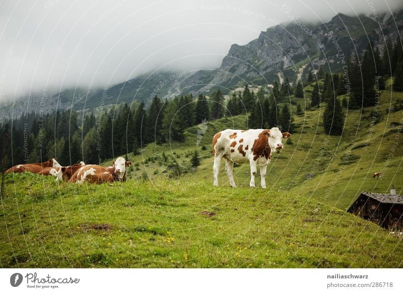Auf der Alm Ferien & Urlaub & Reisen Berge u. Gebirge wandern Landwirtschaft Forstwirtschaft Natur Landschaft Pflanze Tier Sommer Gras Wiese Alpen Nutztier Kuh