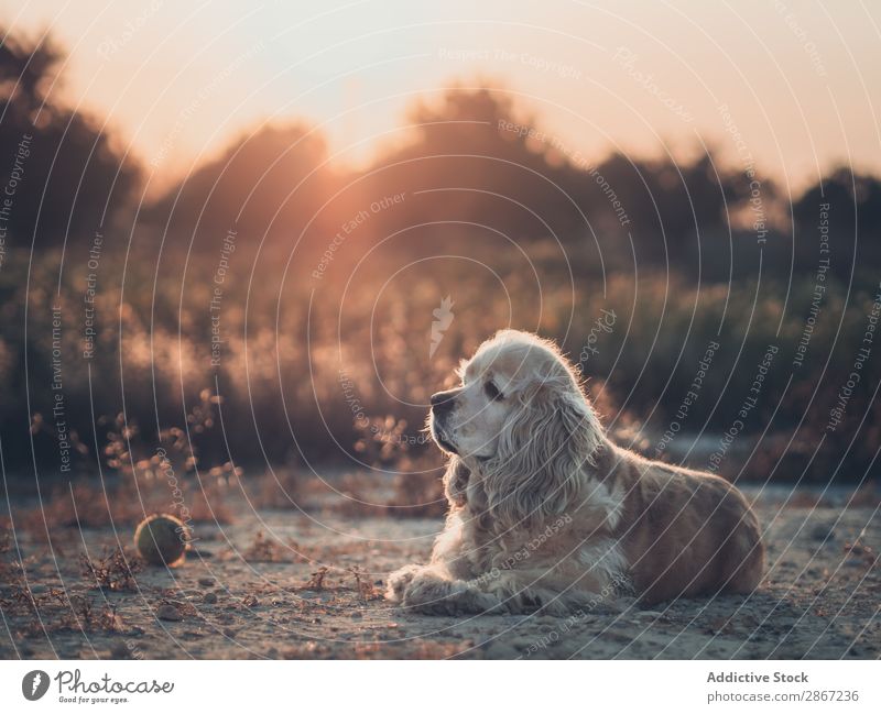 Lustiger Hund liegt auf dem Boden zwischen den Pflanzen. lustig Cocker Erde aussruhen lügen Sonnenuntergang schön Tier Haustier Gras Reinrassig Feld Natur