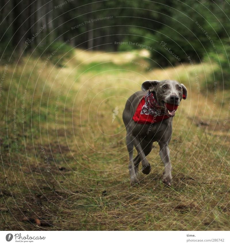 es geht ihr wirklich gut Umwelt Natur Landschaft Wald Tier Haustier Hund 1 beobachten laufen rennen sportlich Gesundheit feminin Euphorie Kraft Willensstärke