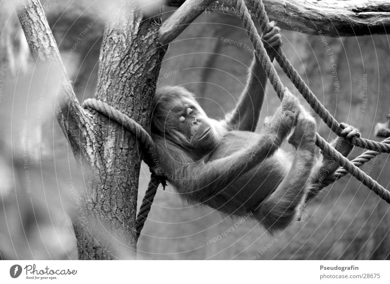 mal so richtig abhängen Seil Zoo Tier Wildtier 1 festhalten liegen schlafen Orang-Utan Schwarzweißfoto Außenaufnahme Tag Tierporträt