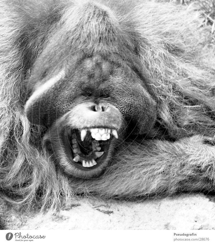*gääähn* Zoo Tier Wildtier 1 schreien Müdigkeit Orang-Utan Schnauze gähnen Gebiss Maul Schwarzweißfoto Außenaufnahme Nahaufnahme Tag Tierporträt