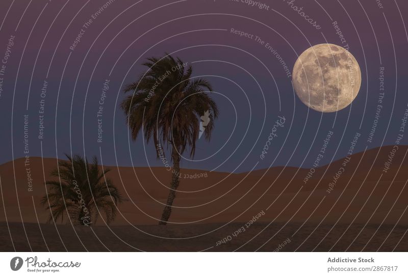Wüste mit Palmen und Mond am Himmel bei Nacht Handfläche Marokko tropisch Sand Hügel malerisch Baum groß Himmel (Jenseits) Abend Aussicht Landschaft exotisch