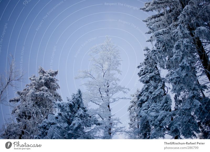 Schneeweiss Natur Landschaft Pflanze Himmel Winter Klima Baum ästhetisch blau weiß Wald bläulich nass kalt Jahreszeiten Holz Romantik Himmel (Jenseits) Wetter