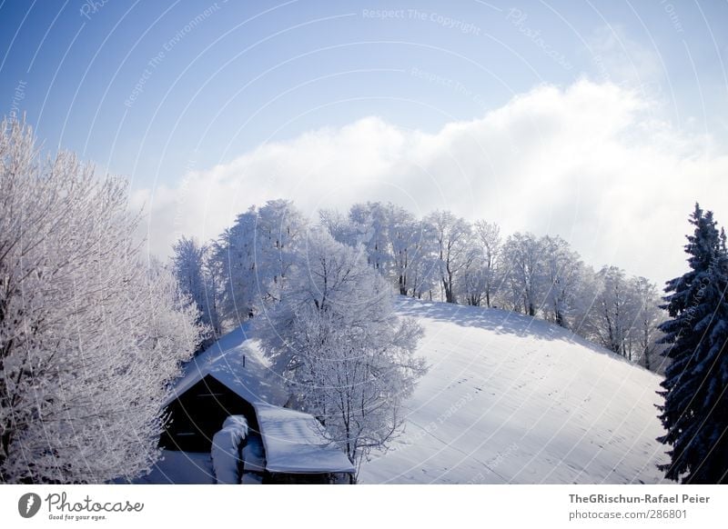 Weihnachten kann kommen Umwelt Natur Landschaft Himmel Wolken Pflanze Baum Wald Hügel Alpen ästhetisch blau schwarz weiß Stimmung Glück Hütte Schatten bläulich