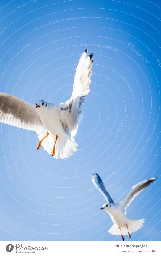 und abflug. Luft Himmel Wolkenloser Himmel Wildtier Vogel Möwe 2 Tier fliegen natürlich blau Flügel fliegend flattern oben Farbfoto Außenaufnahme Tierporträt