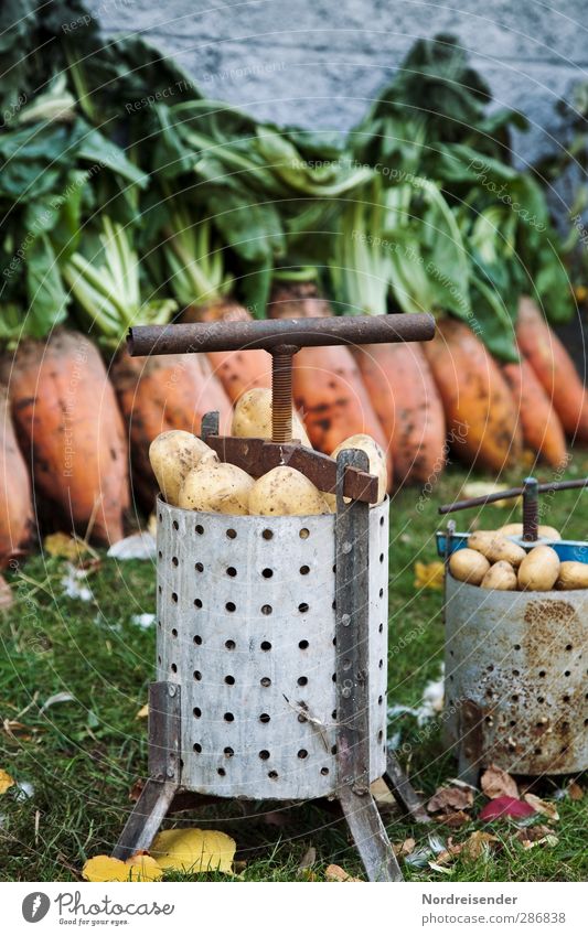 Kartoffelveredlung Lebensmittel Gemüse Ernährung Bioprodukte Vegetarische Ernährung Feste & Feiern Erntedankfest Landwirtschaft Forstwirtschaft Werkzeug