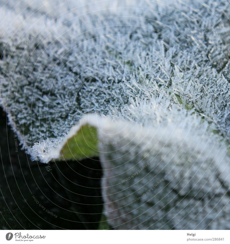 eisiger Pelz... Umwelt Natur Pflanze Herbst Eis Frost Blatt frieren glänzend liegen ästhetisch authentisch außergewöhnlich kalt klein natürlich grau grün weiß