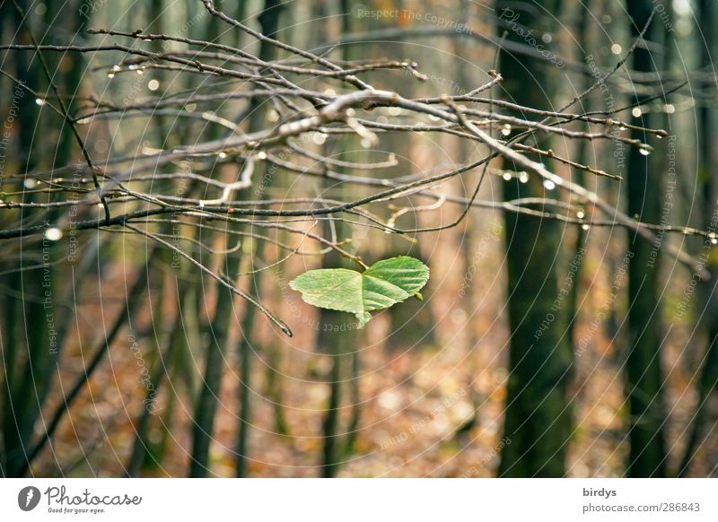 Beharrlichkeit im Herbstwald Natur Wassertropfen Baum Blatt Wald glänzend ästhetisch authentisch natürlich positiv braun grün standhaft Einsamkeit Gelassenheit